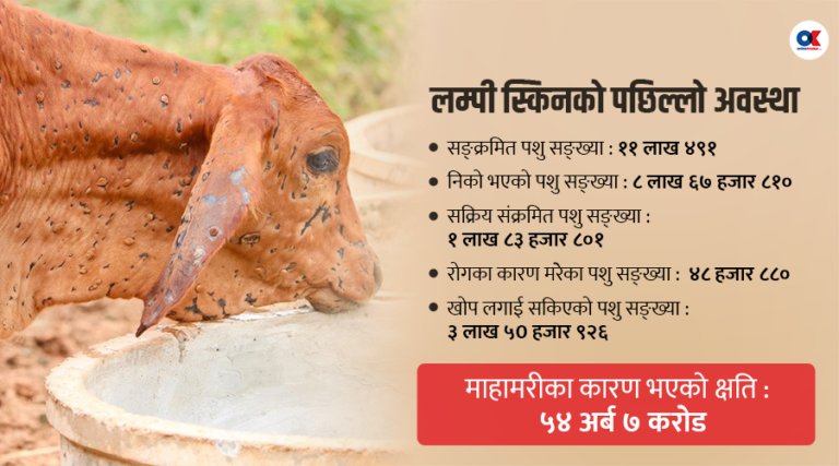 लम्पी स्किन महामारीले ४८ हजार पशु मरे, ५४ अर्बभन्दा बढीको क्षति
